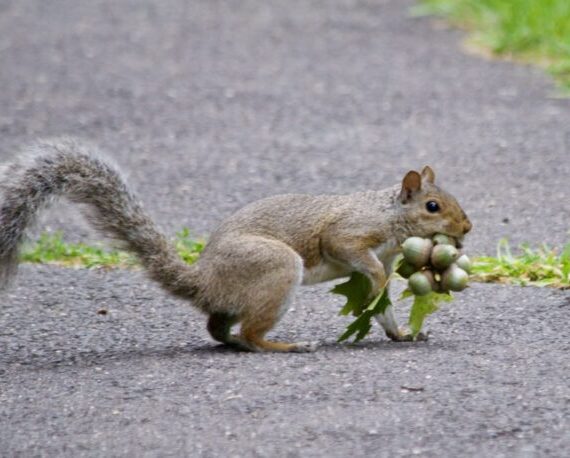 Preparation? That’s Nuts!